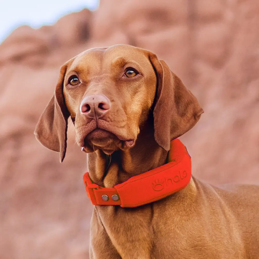 Halo Collar 5 GPS Dog Fence